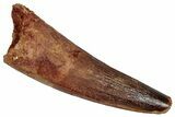 Fossil Spinosaurus Tooth - Feeding Worn Tip #353033-1